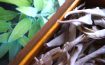 Getrocknet und frisch - Salbeiblätter ergeben einen hervorragenden Tee. Dry or fresh sage leaves make a wonderful tea. Foto: Rheuma Optimist