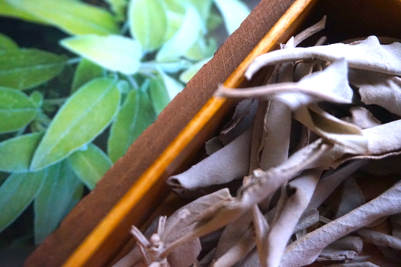 Getrocknet und frisch - Salbeiblätter ergeben einen hervorragenden Tee. Dry or fresh sage leaves make a wonderful tea. Foto: Rheuma Optimist